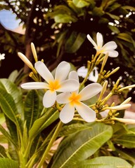 frangipani plumeria flower
