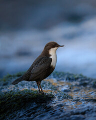 Dipper in a stream