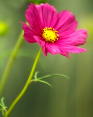 Hot Pink Cosmo Flower
