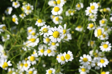 Chamomile In The Garden