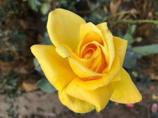 yellow rose in the garden