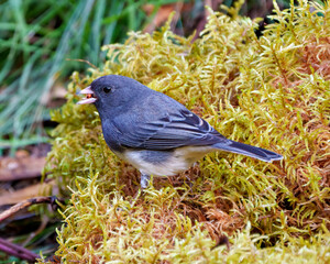 Obraz premium Junco Dark-eyed Bird Photo. Close-up profile side view standing on moss with food in its beak in its environment and habitat surrounding, and displaying grey and white colour.