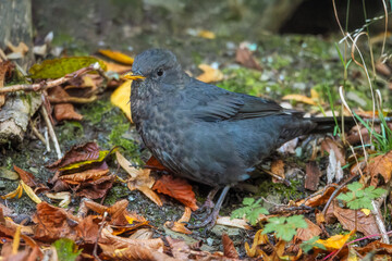 Eurasian Blackbird (Turdus merula). Blackbird on the grass