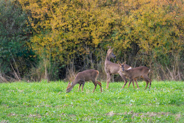 Roe deer in the field. Deer in the forest. Deer in the woods