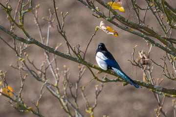 The Eurasian magpie or common magpie (Pica pica) on the branch. Bird on a branch