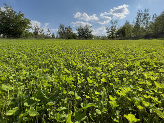 Fototapeta na wymiar A field with a cropped green lawn made of clover against a background of trees and blue sky.