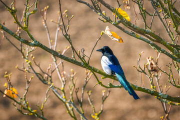The Eurasian magpie or common magpie (Pica pica) on the branch. Bird on a branch
