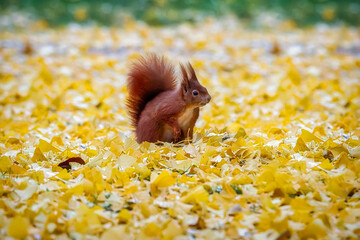 Squirrel in autumn. Squirrel in the park. The red squirrel (Sciurus vulgaris)