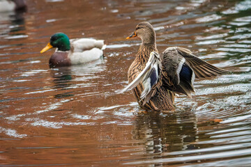 The mallard or wild duck (Anas platyrhynchos) on the lake. Duck on the water