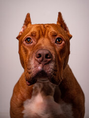 portrait of a red nose american pitbull terrier with cutted ears and brown eyes and perfect fawn coat