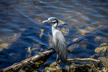 Night Heron perched for fishing