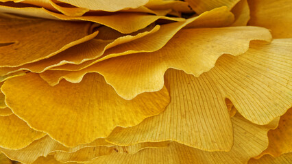 Yellow ginkgo leafs macro background. Fall season texture.