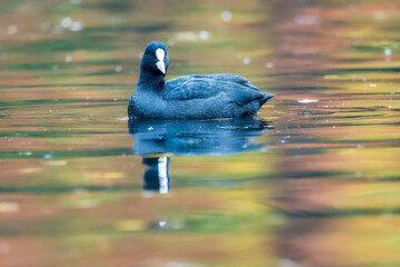 The Eurasian coot (Fulica atra). Coot (Fulica atra) on the lake. Duck on the water. Duck swimming in the water