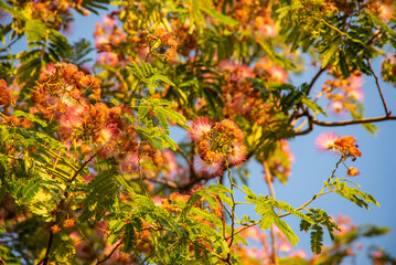 Árbol Calliandra parvifolia