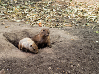 Two prairie dogs looking out from their hole