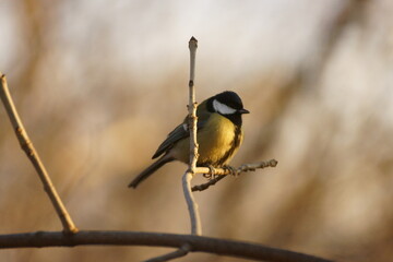 Titmouse on a tree branch