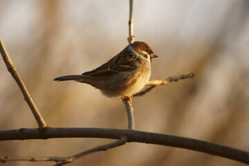sparrow on a branch