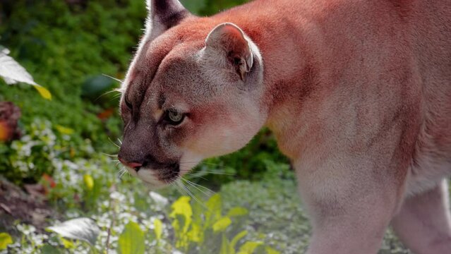 Beautiful Canadian Puma in forest. American cougar - mountain lion. Wild Cat Close-up portrait scene in the woods. Wildlife America. 4K Slow motion video, ProRes 422 high quality