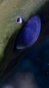 Vertical video of Giant moray (Gymnothorax javanicus), close up on head