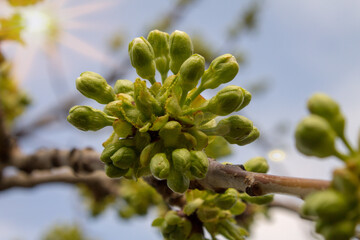 spring buds in the garden similar to coronavirus