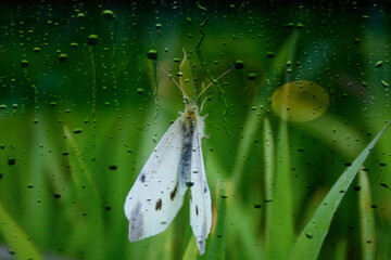 a small white moth butterfly insect sits on the grass in the garden in the park on the lawn.