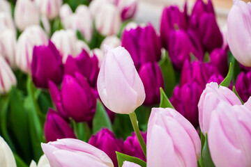 Background from bright colorful tulips. Spring flowers