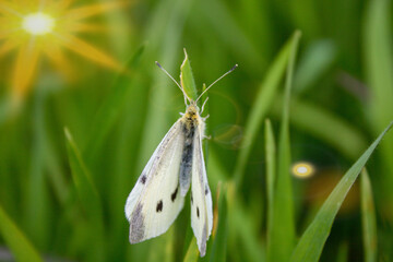 a small white moth butterfly insect sits on the grass in the garden in the park on the lawn.