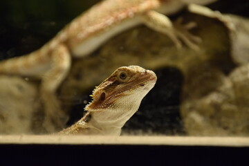 Bearded Dragons