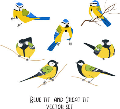 Blue tit and great tit vector set isolated on white background. Winter forest bird animal character illustration