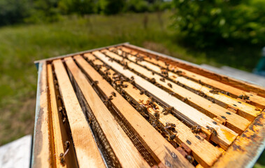 Beekeeping professional apiary beehives. Honey farming wooden honeycombs.