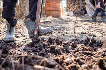 The foot of a hard-working farmer in dirty boots in the garden digs up the soil for planting seeds or seedlings in the spring. A man in boots digs beds in the ground to plant potatoe