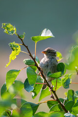 Sparrow on a branch: Portrait of a sparrow on a branch. Bird on a branch