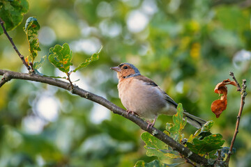 The common chaffinch or simply the chaffinch (Fringilla coelebs). Chaffinch (Common chaffinch) on the branch