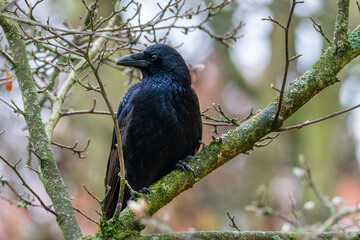 Raven on a tree. The common raven (Corvus corax). Blackbird on a tree branch