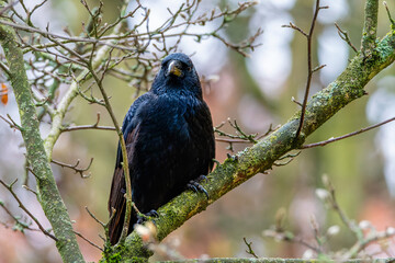 Raven on a tree. The common raven (Corvus corax)