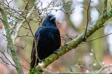 Raven on a tree. The common raven (Corvus corax)