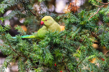 Psittacula krameri. Green parrot on branch. Little Alexander (Psittacula krameri) on the branch