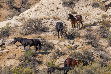 Wild Horses in the Wyoming Desert in Autumn