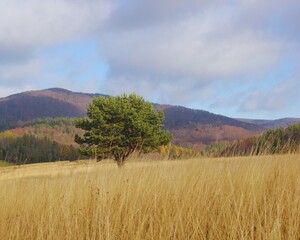 autumn landscape in the mountains