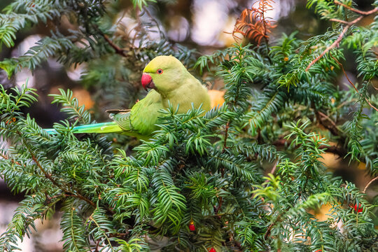 Psittacula krameri. Green parrot on branch. Little Alexander (Psittacula krameri) on the branch