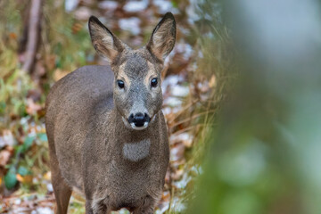 Deer in the woods: Deer in the forest: Deer in the grass. Roe deer in the field - (Capreolus Capreolus)