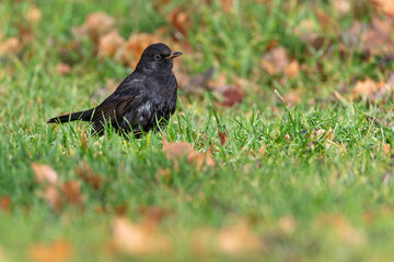 Eurasian Blackbird (Turdus merula). Blackbird on the grass