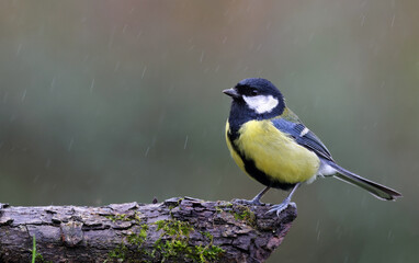 Cute wild eurasian great tit (Parus major) standing on a mossy in the rain. Bird on a mossy tree with a blurry green forest background. Small and common garden bird with beautiful colors. Spain.