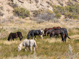 Naklejka na ściany i meble Wild Horses in the Wyoming Desert in Autumn