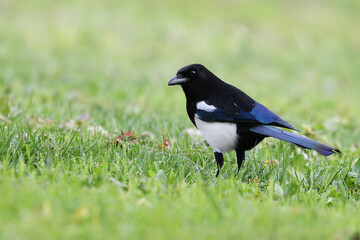 Portrait of a smart eurasian magpie (Pica pica) standing on a grass field with a green background. Beautiful intelligent black and white raven. Predator bird with stunning colorful feathers.