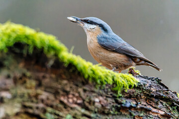 Obraz premium The Eurasian nuthatch or wood nuthatch (Sitta europaea). Bird on a branch