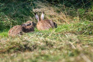 The European hare (Lepus europaeus) - European hare (Lepus europaeus)