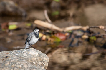 White wagtail (Motacilla alba) Motacilla (Wagtails) Birds