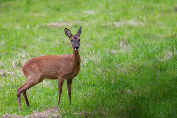 Naklejka na ściany i meble Deer in the grass. Roe deer in the field - (Capreolus Capreolus)