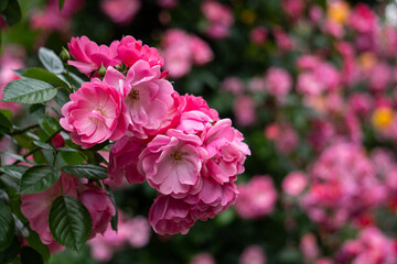 Obraz premium バラ